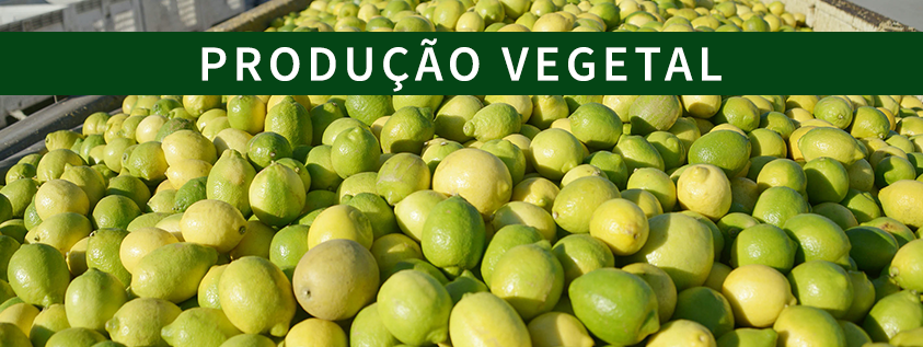 Como ter lucro com um hectare de limão - ESALQ Jr. | Consultoria Agronômica